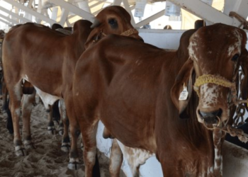 Sonora es declarada zona libre de brucelosis bovina, caprina y ovina