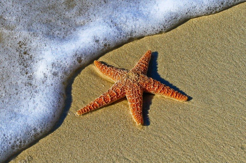 Ahora los científicos están interesados en analizar más las estrellas de mar para determinar si sus múltiples cabezas pueden contener también múltiples cerebros. Ahora los científicos están interesados en analizar más las estrellas de mar para determinar si sus múltiples cabezas pueden contener también múltiples cerebros.