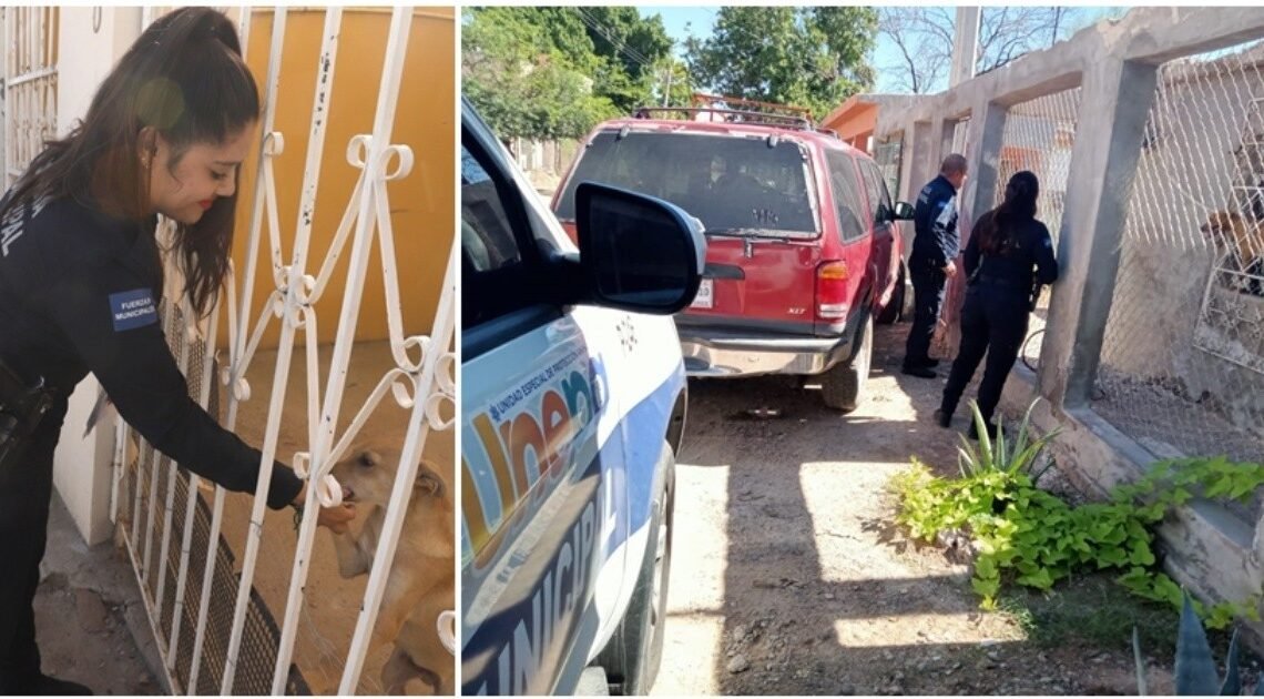 En Sonora desde el año 2013 se han registrado 269 denuncias ante la FGJE por maltrato animal