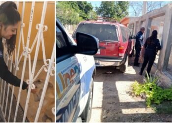 En Sonora desde el año 2013 se han registrado 269 denuncias ante la FGJE por maltrato animal