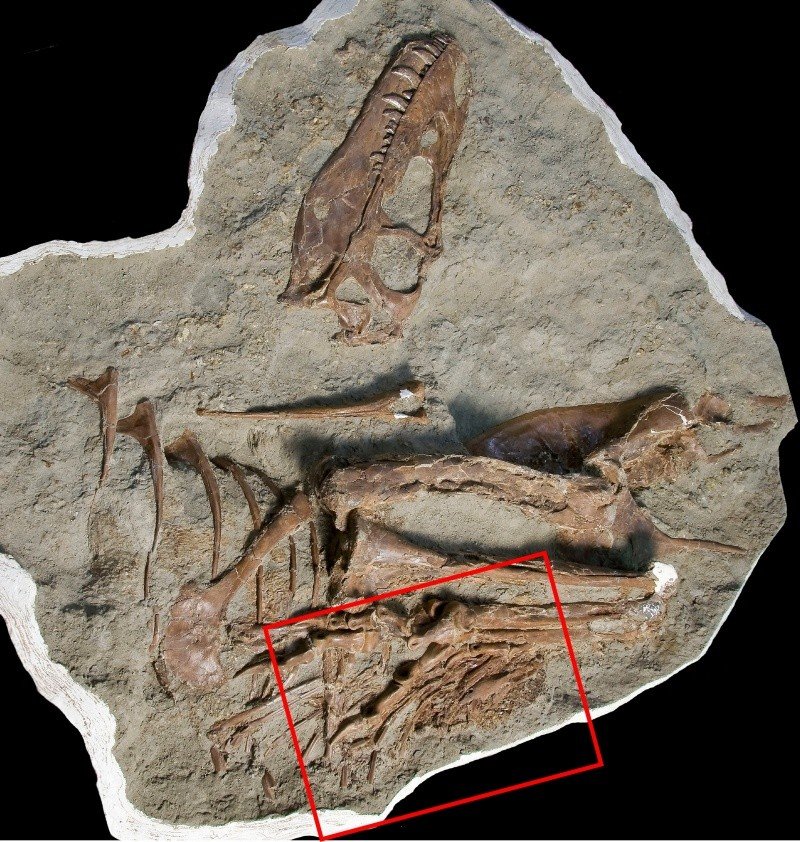 El esqueleto fosilizado de 75 millones de años de un ejemplar juvenil de Gorgosaurus, un dinosaurio carnívoro que vivió durante el Período Cretácico en lo que hoy es la provincia canadiense de Alberta, con la vista izquierda que muestra la ubicación de los miembros posteriores del contenido del estómago de un pequeño dinosaurio llamado Citipes 7 de diciembre de 2023. Museo Real Tyrrell de Paleontología/Handout via REUTERS El esqueleto fosilizado de 75 millones de años de un ejemplar juvenil de Gorgosaurus, un dinosaurio carnívoro que vivió durante el Período Cretácico en lo que hoy es la provincia canadiense de Alberta, con la vista izquierda que muestra la ubicación de los miembros posteriores del contenido del estómago de un pequeño dinosaurio llamado Citipes 7 de diciembre de 2023. Museo Real Tyrrell de Paleontología/Handout via REUTERS