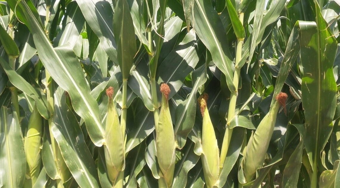 Se recupera la producción de maíz en Sonora este año Se recupera la producción de maíz en Sonora este año