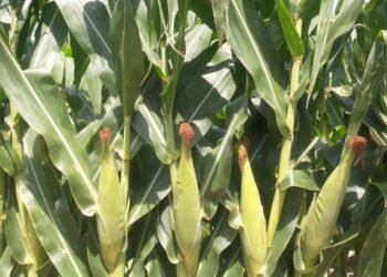 Se recupera la producción de maíz en Sonora este año