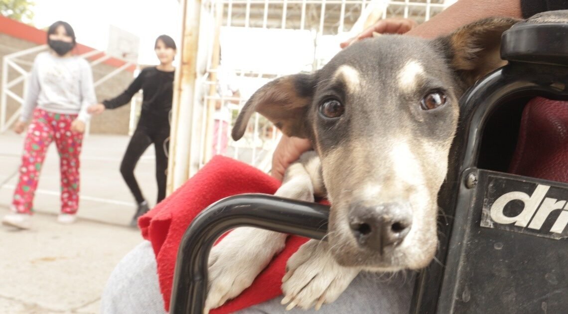 Vacunarán a mascotas contra la rabia
