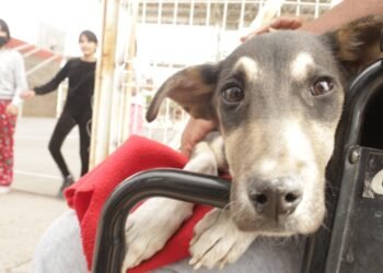 Vacunarán a mascotas contra la rabia