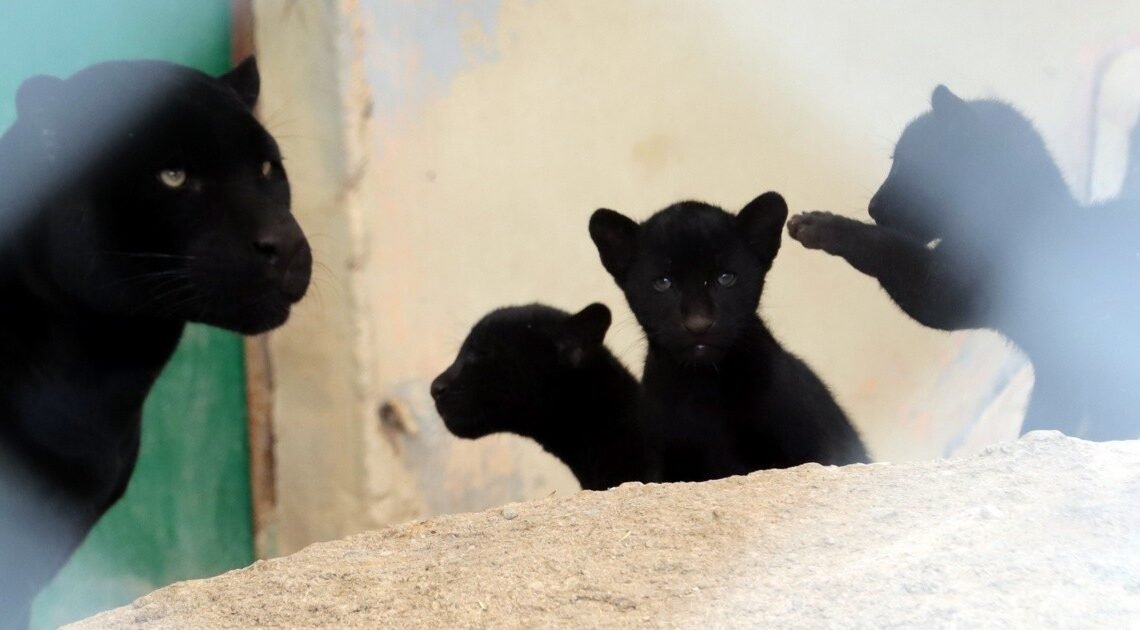 Hermosillo: Crías de jaguar nacidas en el Centro Ecológico están sanas y al cuidado de su mamá