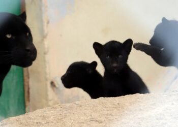 Hermosillo: Crías de jaguar nacidas en el Centro Ecológico están sanas y al cuidado de su mamá