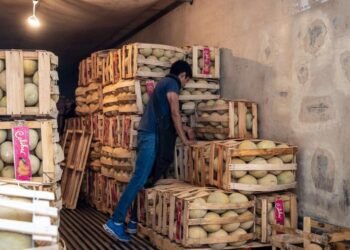 Contaminación por salmonelosis de melones exportados de Sonora pudo presentarse en EU: Aoans