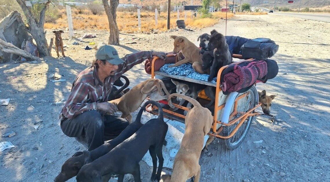 “El señor de los perros de la calle” pide ayuda para alimento | Noticias de México