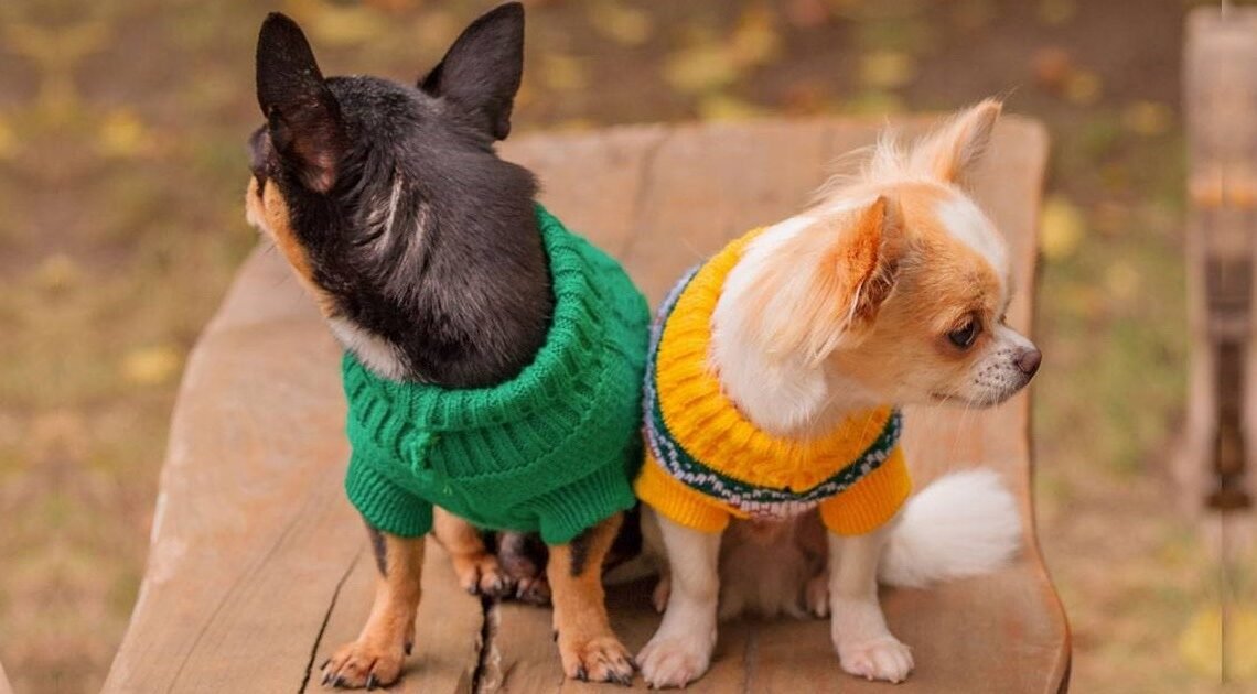 Hay que proteger a las mascotas durante el invierno