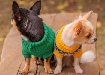 Hay que proteger a las mascotas durante el invierno
