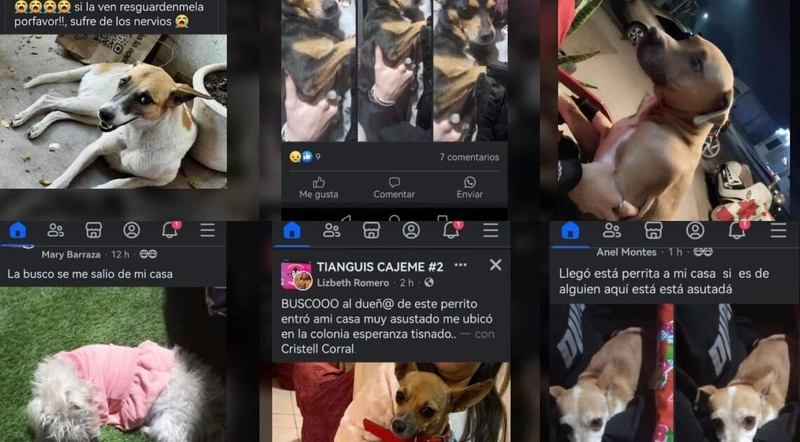 Reportan casi 100 mascotas extraviadas durante el fin de semana en CO Reportan casi 100 mascotas extraviadas durante el fin de semana en CO