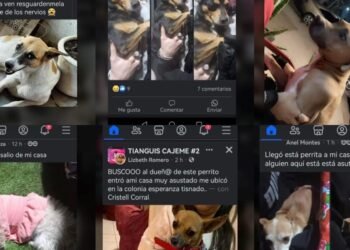Reportan casi 100 mascotas extraviadas durante el fin de semana en CO