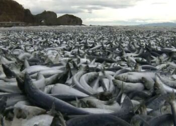 Misterio en Japón: miles de peces muertos desatan preocupación