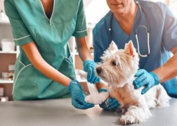 Senado aprueba reforma: ¡Clínicas veterinarias públicas para mascotas!