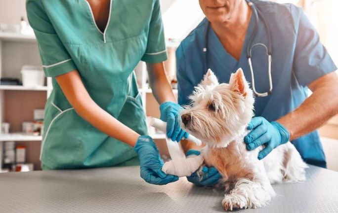 Senado aprueba reforma: ¡Clínicas veterinarias públicas para mascotas! Senado aprueba reforma: ¡Clínicas veterinarias públicas para mascotas!