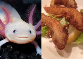 Venta de Ajolotes Fritos en Japón Desata Polémica, ya que en México se Encuentran en Peligro de Extinción