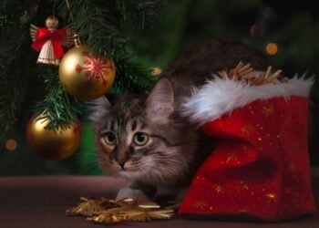 ¡Gatos vs Árbol de Navidad! Consejos para evitar travesuras felinas