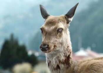 Creciente preocupación: Enfermedad de ‘ciervo zombi’ podría afectar a humanos