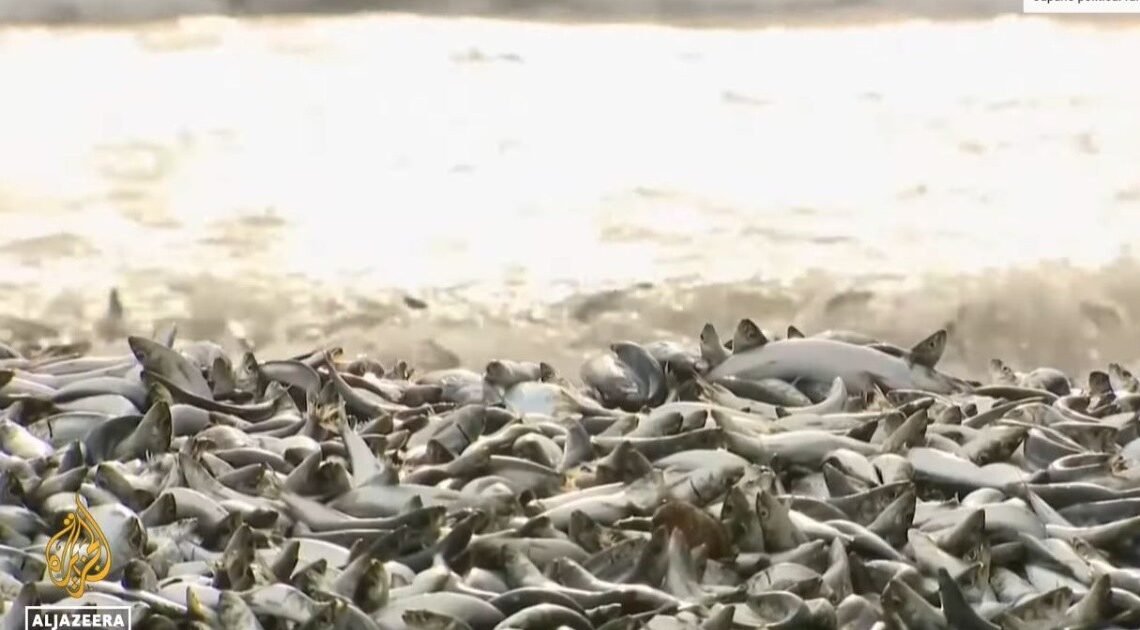 ¿Está relacionada la muerte de miles de peces en Japón con el agua liberada de Fukushima?