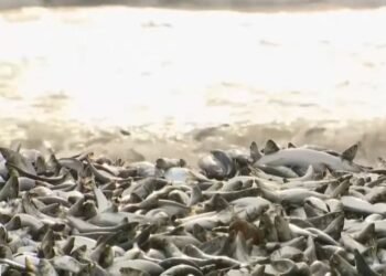 ¿Está relacionada la muerte de miles de peces en Japón con el agua liberada de Fukushima?