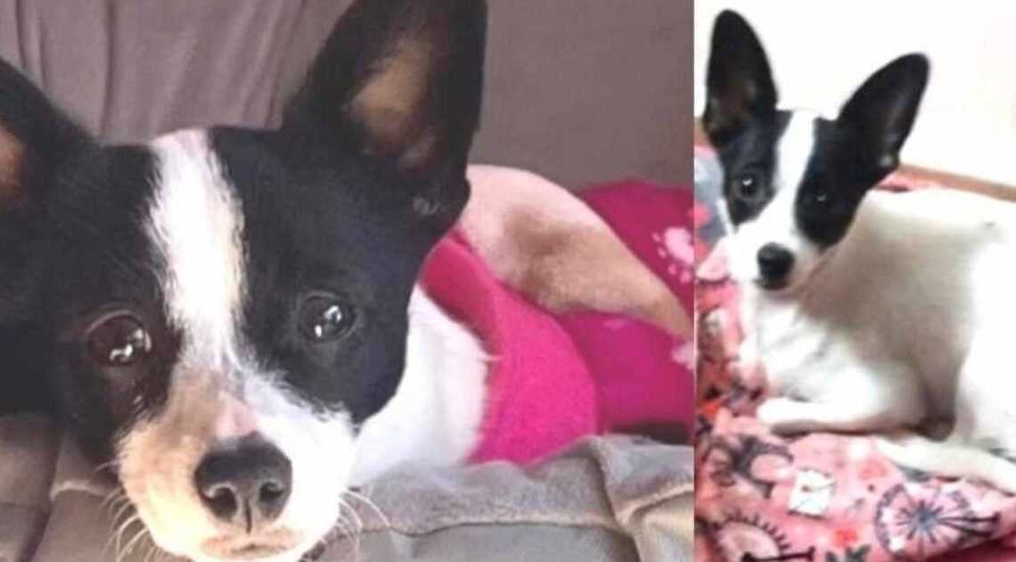 Ofrecen 15 mil pesos para encontrar a Bruna en Hermosillo