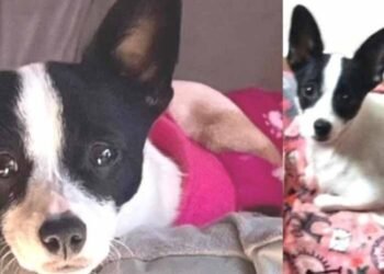 Ofrecen 15 mil pesos para encontrar a Bruna en Hermosillo