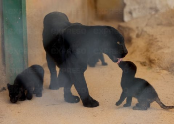 Cachorros de jaguar se quedarán en el Centro Ecológico de Sonora