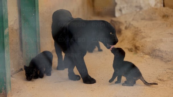 Cachorros de jaguar se quedarán en el Centro Ecológico de Sonora Cachorros de jaguar se quedarán en el Centro Ecológico de Sonora
