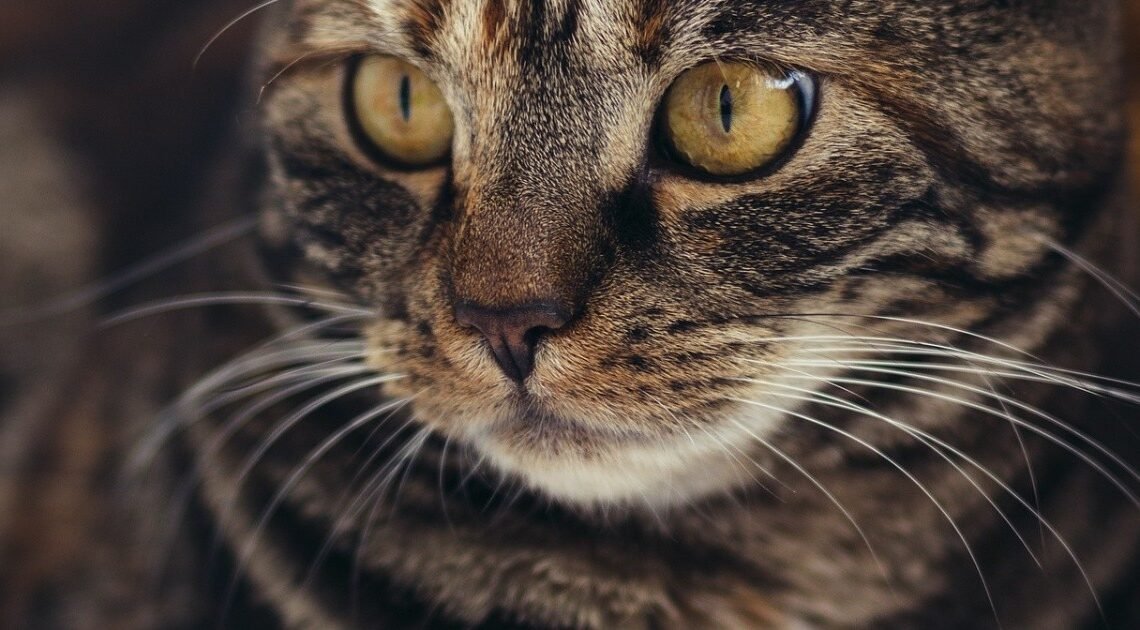 ¿Por qué no debes cortar los bigotes de tu gato? Descubre su importancia para la salud de tu “michi” ¿Por qué no debes cortar los bigotes de tu gato? Descubre su importancia para la salud de tu “michi”