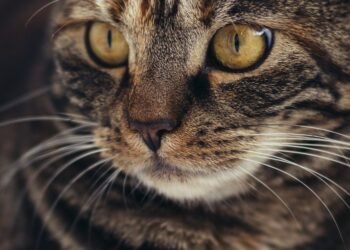 ¿Por qué no debes cortar los bigotes de tu gato? Descubre su importancia para la salud de tu “michi”