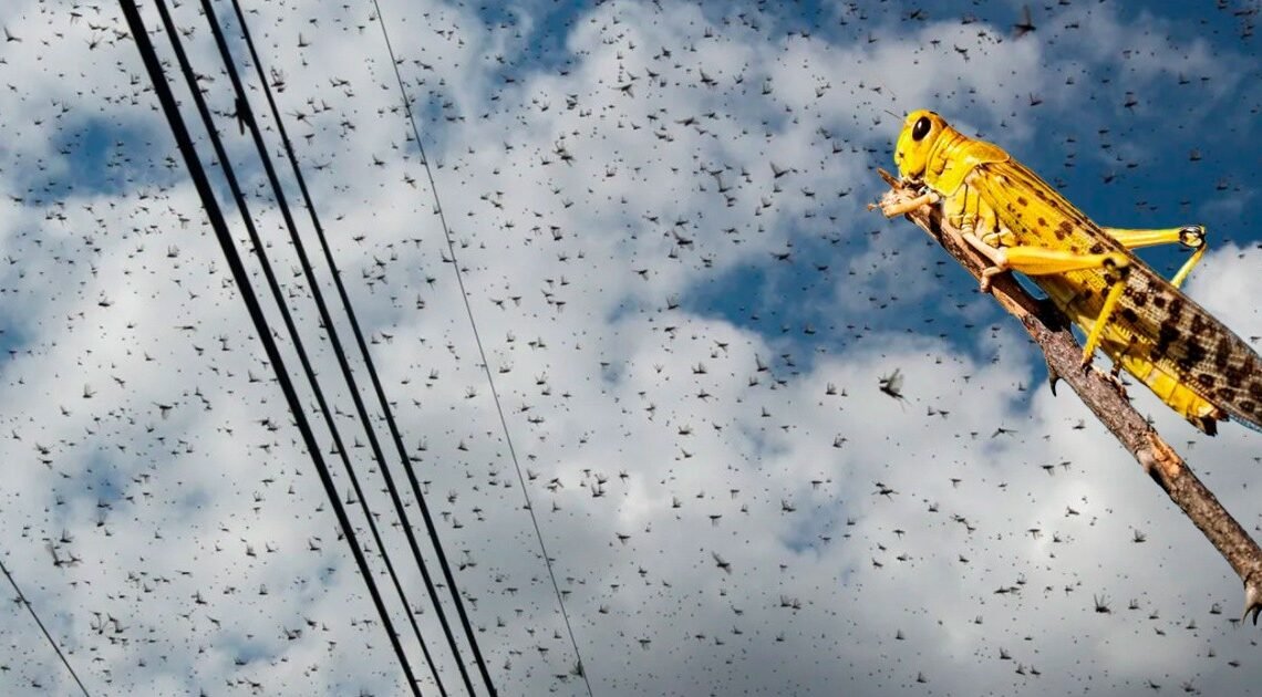 Inusual plaga de langostas invaden una ciudad | Noticias de México