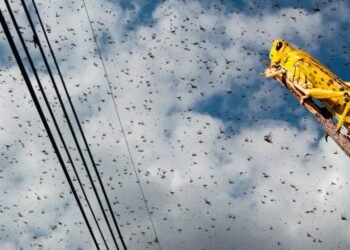 Inusual plaga de langostas invaden una ciudad | Noticias de México