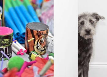 Decenas de mascotas extraviadas en Navojoa a causa de la pirotecnia