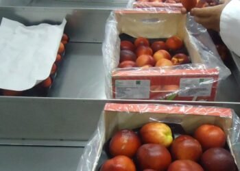 Cofepris advierte sobre riesgo de contaminación en frutas de la marca HMC Farms