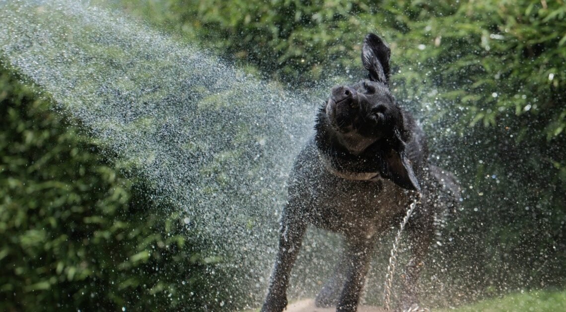 Así puedes mantener limpio a tu perro sin necesidad de bañarlo tan seguido