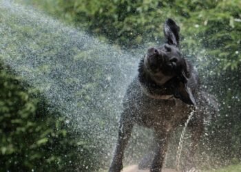 Así puedes mantener limpio a tu perro sin necesidad de bañarlo tan seguido