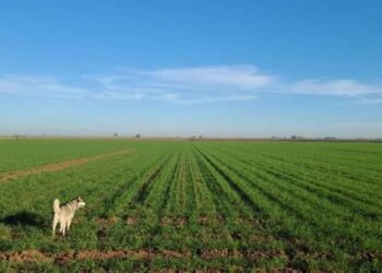 Agricultores del Mayo tienen esperanzas en equipatas