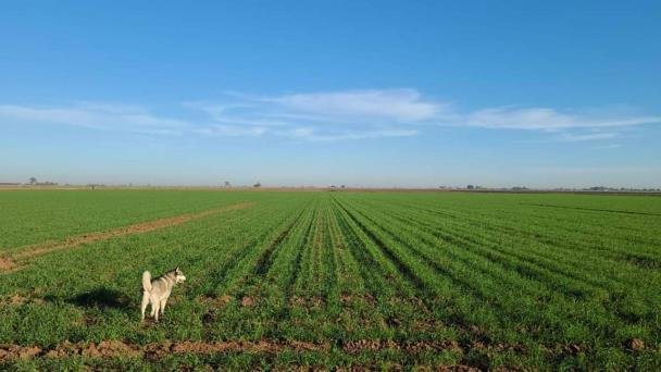 Agricultores del Mayo tienen esperanzas en equipatas Agricultores del Mayo tienen esperanzas en equipatas