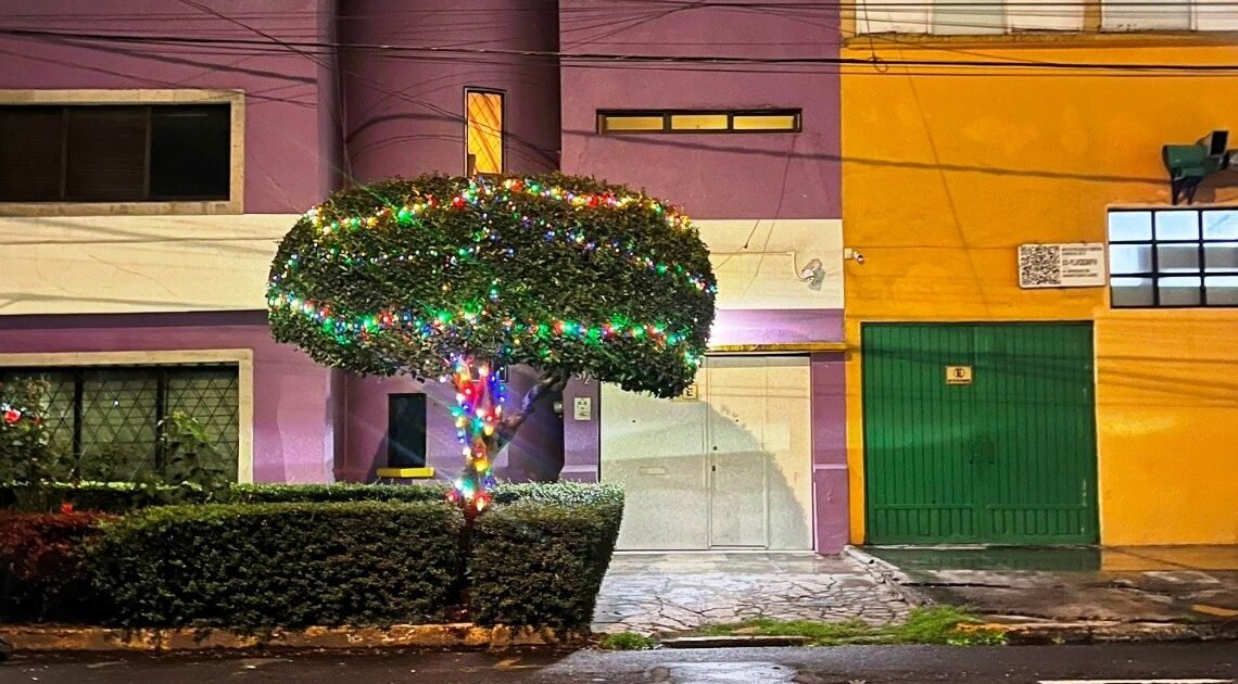 Hombre de la CDMX amenaza con denunciar la colocación de luces navideñas en un árbol; Chumel Torres se burla Hombre de la CDMX amenaza con denunciar la colocación de luces navideñas en un árbol; Chumel Torres se burla