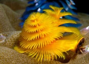 El habitante marino que recibe el nombre de Gusano árbol de Navidad