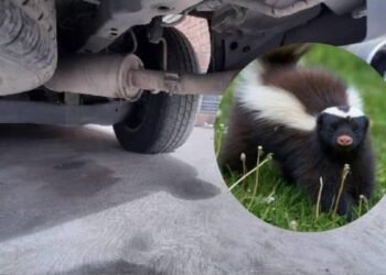 Hombre encuentra un zorrillo en el motor de su auto en la San Benito