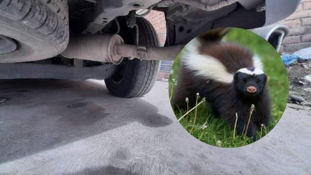 Hombre encuentra un zorrillo en el motor de su auto en la San Benito Hombre encuentra un zorrillo en el motor de su auto en la San Benito