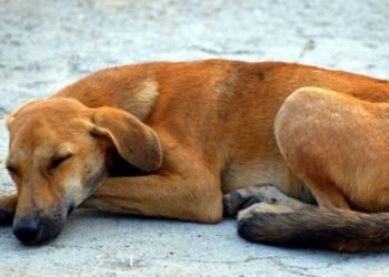 Llaman a resguardar a animales callejeros durante fiestas decembrinas