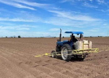 Falta de agua redujo en 50% las siembras en Huatabampo