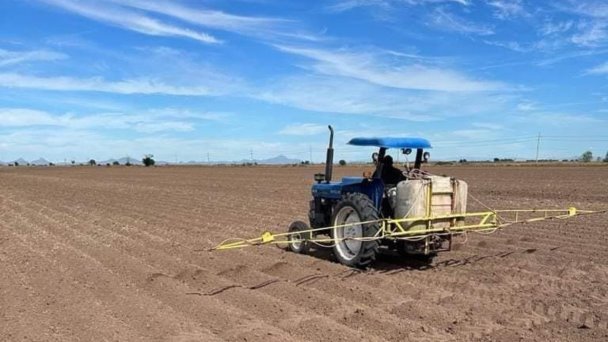 Falta de agua redujo en 50% las siembras en Huatabampo Falta de agua redujo en 50% las siembras en Huatabampo