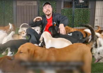 MrBeast Rescata y encuentra hogar a 100 perros abandonados
