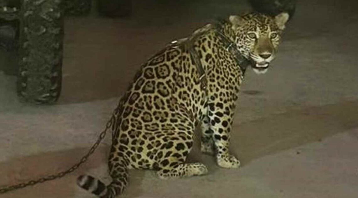 Rescatan monos y un jaguar de propiedades de líder regional del CJNG en Jalisco