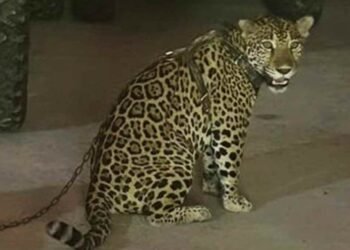 Rescatan monos y un jaguar de propiedades de líder regional del CJNG en Jalisco