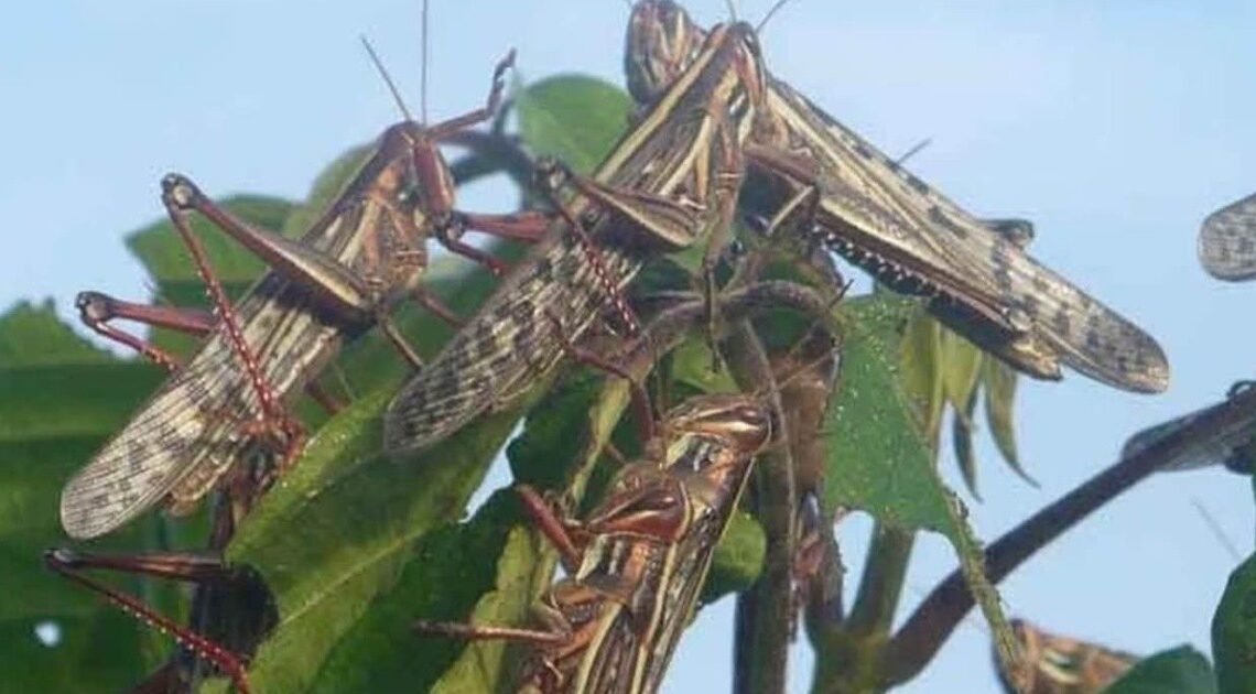 Alertan por plaga de langosta en cinco municipios de Yucatán